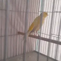 قناری نر و ماده|پرنده|شیراز, کوشک میدان|دیوار