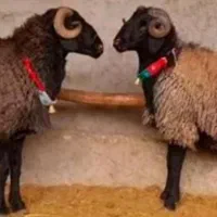 تعاونی زنده باماهرترین قصاب گوسفند کم دنبه کم چربی