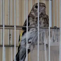 سهره|پرنده|ارومیه, |دیوار