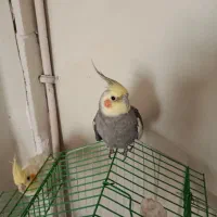 سه عدد عروس هلندی