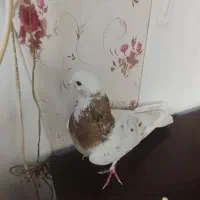 هما سرور
