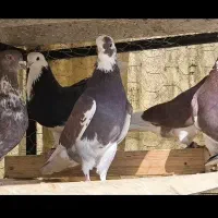 بیست جفت کفتر امتحان پس داده|پرنده|تهران, ورزشگاه آزادی|دیوار