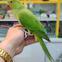 طوطی ملنگو سخنگو|پرنده|اردبیل, |دیوار