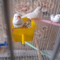 یک جفت فنچ|پرنده|قرچک, پویینک|دیوار