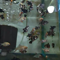 ماهی آکواریوم دلسا|ماهی|خمین, |دیوار