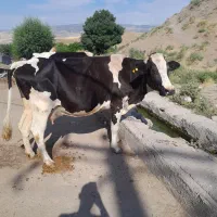 گاو