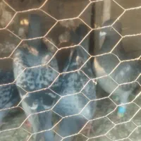 کفتر بوم|پرنده|مشهد, نوید|دیوار