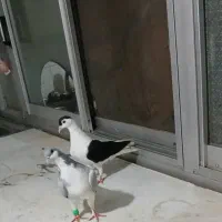 کبوتر کفتر|پرنده|تهران, هرندی|دیوار