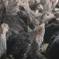 جوجه محلی برهما بوقلمون اردک بلدر انواع مرغ و خروس