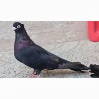 با سلام یک جفت صرب درجه یک.|پرنده|آذرشهر, |دیوار