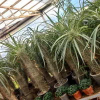 گل و کاکتوس|گل و گیاه طبیعی|چهاردانگه (تهران), |دیوار