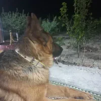 واگذاری سگ ژرمن|سگ|شاهینشهر, برخوار غرب|دیوار