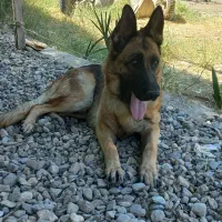 سگ ژرمن شپرد کلاس a