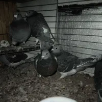 کبوتر المانی