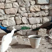 طاووس|پرنده|مسجد سلیمان, |دیوار