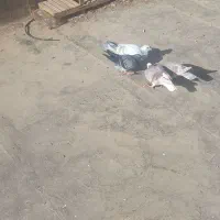 کبوتر پرشی|پرنده|مشهد, فرخد|دیوار