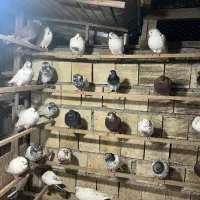 کبوتر|پرنده|رشت, لاکان|دیوار