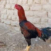 خروس لاری 9ماهه