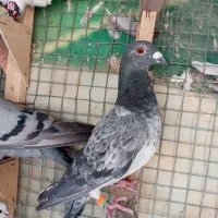 6 تا کفتر دس اولی|پرنده|شیراز, کوزه گری|دیوار