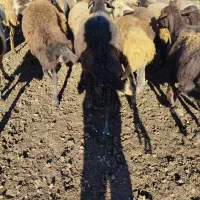 سیاه دم دراز بشرط دوقوزا سنگین آبستن سینه کرد|حیوانات مزرعه|گرگان, |دیوار