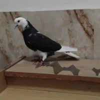 کبوتر شازده و سبز دم سفید