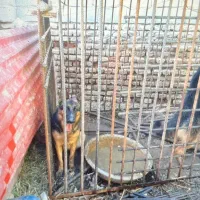 فروش یک عدد قفس|لوازم جانبی حیوانات|جیرفت, |دیوار