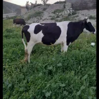 گاو