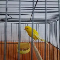 قناری نر|پرنده|مشکین‌دشت, |دیوار