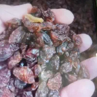 کشمش ومویز آفتابی کاشمر.ابگیری|خوردنی و آشامیدنی|اصفهان, نصرآباد|دیوار