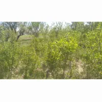 نهال دیرگل خزان شده|خدمات باغبانی و درختکاری|درگزین, |دیوار