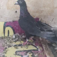 کبوتر پلاکی و شهری|پرنده|شیراز, شهرک قمشه|دیوار