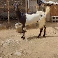 فروش تیشتر. بز