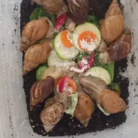 حلزون اتاچیناو البینو مولد