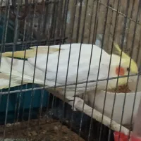 یک جفت عروس کار داده و لوتینو تکی|پرنده|شهریار, شهرک نماز (دینار آباد)|دیوار