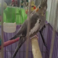 یک جفت عروس هلندی|پرنده|پردیس, فاز ۸|دیوار