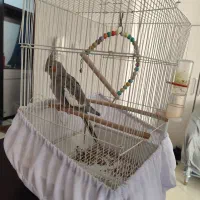 عروس هلندی|پرنده|فولادشهر, مسکن مهر فولادشهر|دیوار