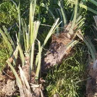 جنگ مضافتی|خدمات باغبانی و درختکاری|نرماشیر, |دیوار