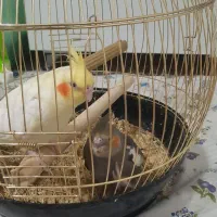 جوجه عروس هلندی|پرنده|اندیشه, اندیشه فاز ۴|دیوار