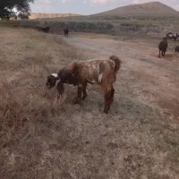 یک عدد بز نر