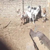 بز فروشی|حیوانات مزرعه|بردسکن, |دیوار