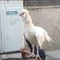 خروس لهستانی