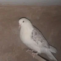 کفتر دوکت معاوضه