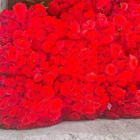 گل رز ایرانی