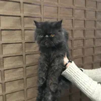 گربه پرشین|گربه|تهران, تهرانسر مرکزی|دیوار