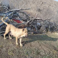 سگ ماده اصیل سرابی دوساله|سگ|مشگین شهر, |دیوار