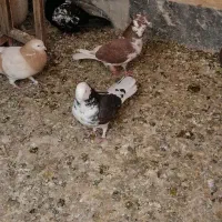 کفتر یه جایی|پرنده|قم, باغ شریفی|دیوار