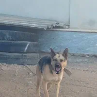 سگ ژرمن شپرد یک ساله