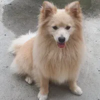 توله سگ پامراشپیتز|سگ|گرگان, |دیوار