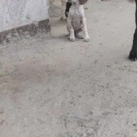 توله دنبلانی|سگ|گلی داغ, |دیوار