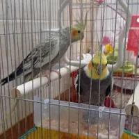 جفت عروس هلندی کارداده